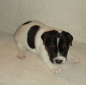 Puppy 1 Male